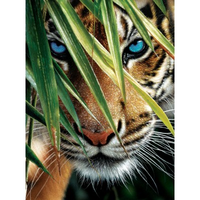 Sunsout - 1000 pièces - Collin Bogle - Blue Eyes