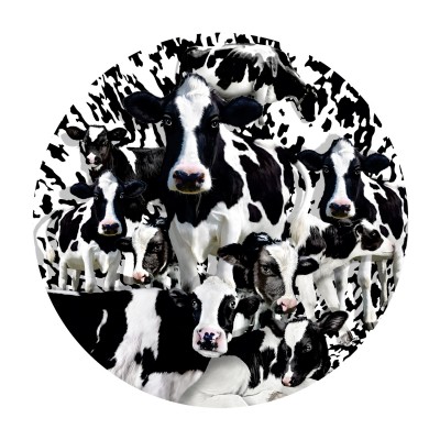 Bluebird-Puzzle - 1000 Teile - Lori Schory - Herd of Cows