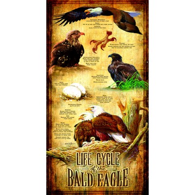 Bluebird-Puzzle - 500 Teile - XXL Teile - Life Cycle of the Bald Eagle