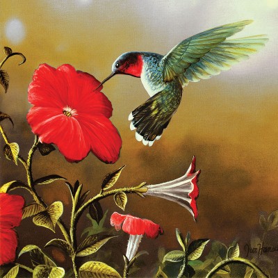 Bluebird-Puzzle - 500 Teile - XXL Teile - Ruby Throat