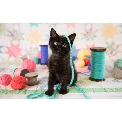 Sunsout - 300 pièces - Chat Mignon