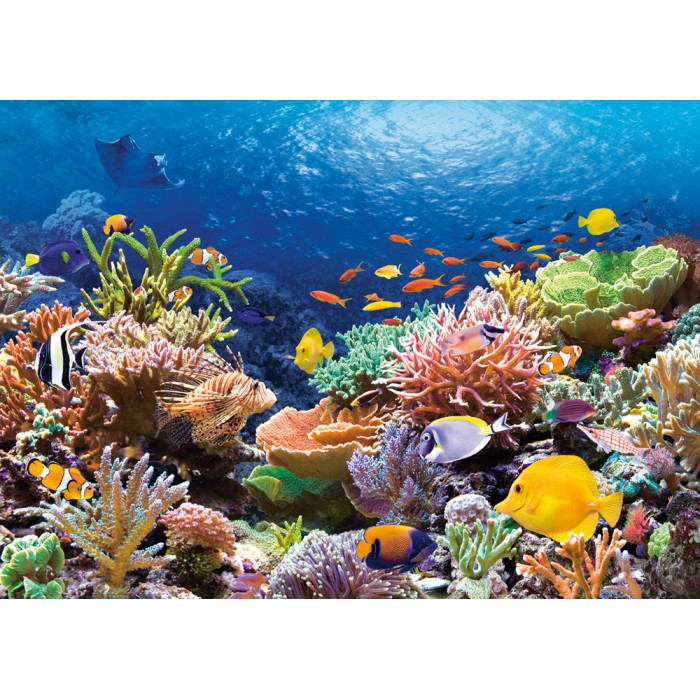 Puzzle Castorland-101511 Récif de Corail