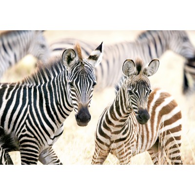 Puzzle  Castorland-105021 Young Zebras