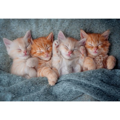 Puzzle  Castorland-105144 The Sweetest Kittens