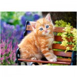 Puzzle  Castorland-52240 Ginger Kitten