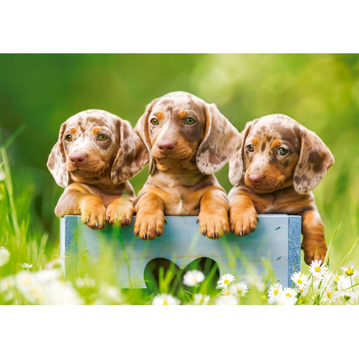 Puzzle Castorland-53605 Cute Puppies