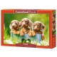 Cute Puppies