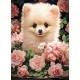 Pomeranian Puppy in Roses