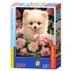 Pomeranian Puppy in Roses