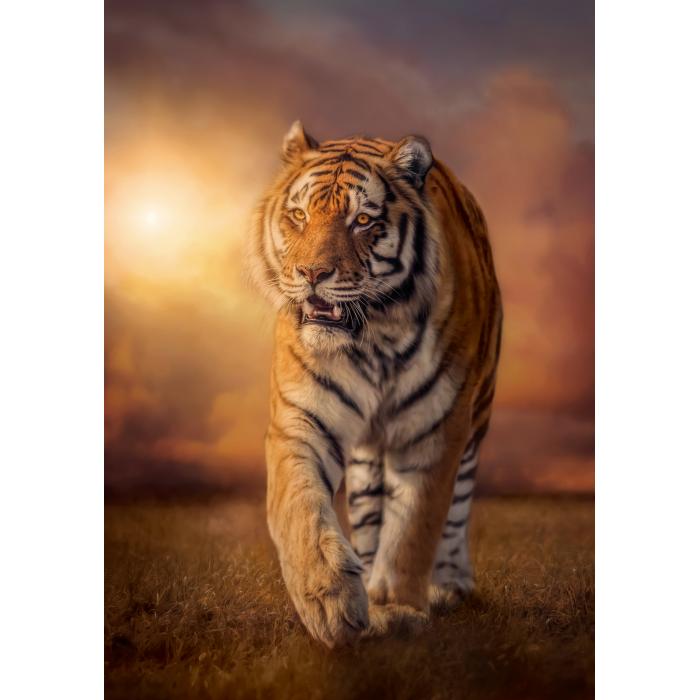 Puzzle Clementoni-31806 Tiger