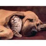 Puzzle  Clementoni-35020 Cuddles