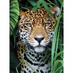 Puzzle  Clementoni-35541 Jaguar in The Jungle