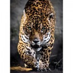 Puzzle  Clementoni-39326 Walk of the Jaguar