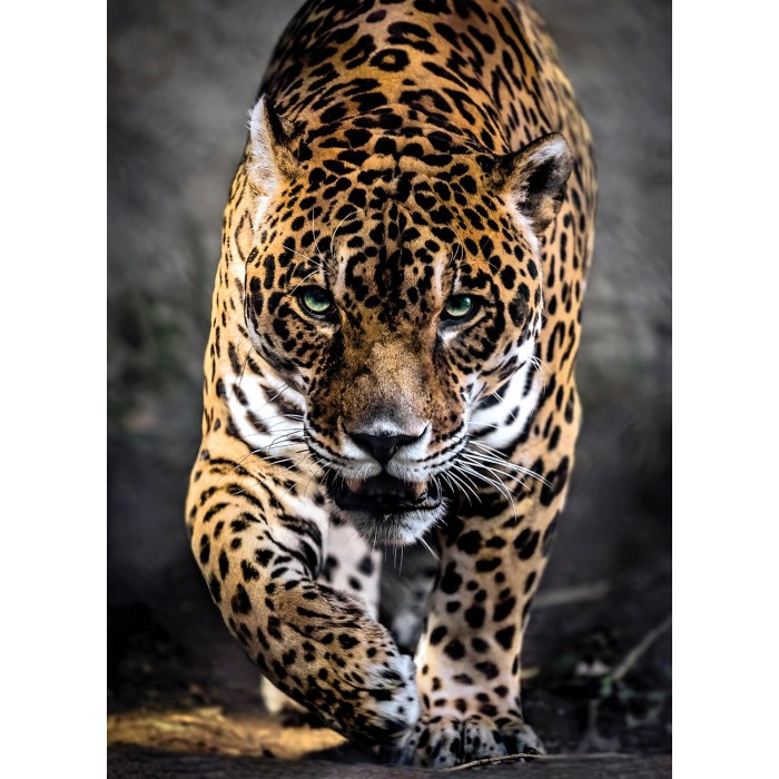 Puzzle Clementoni-39326 Walk of the Jaguar
