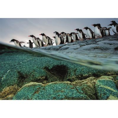 Puzzle  Clementoni-39730 National Geographic - Penguins