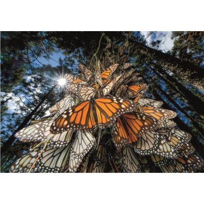 Puzzle  Clementoni-39732 National Geographic - Butterflies