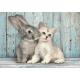 Chat et Lapin