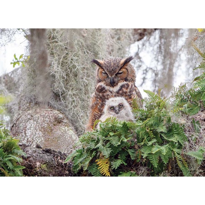 Puzzle Cobble-Hill-40176 Great Horned Owl