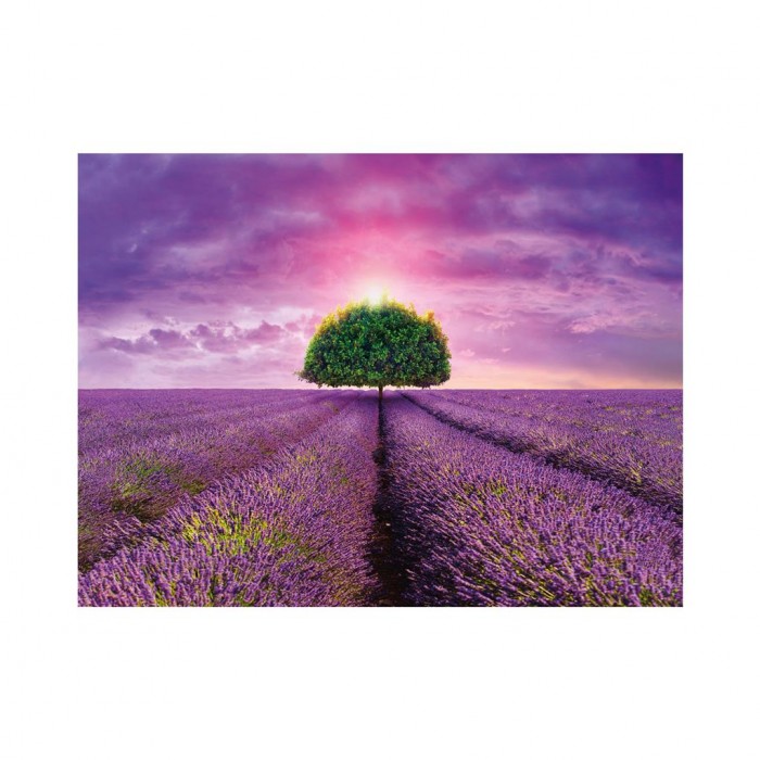 Puzzle Dino-56129 Lavender Field