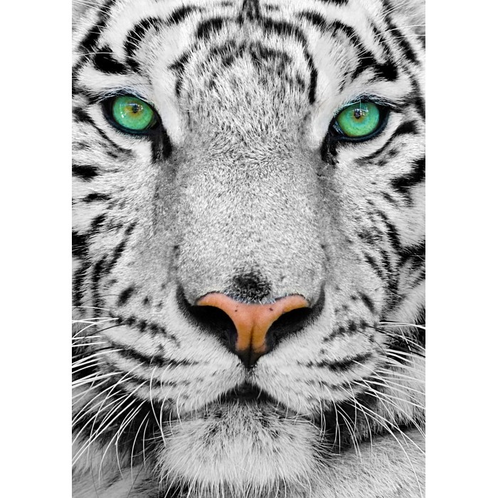 Puzzle Enjoy-Puzzle-1257 White Siberian Tiger