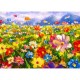 Colorful Flower Meadow