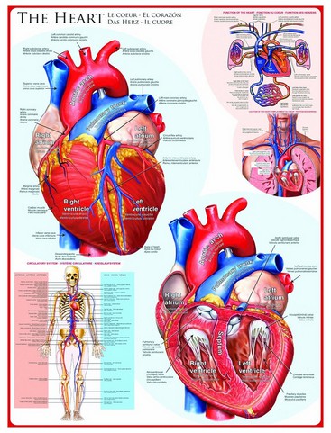 Puzzle  Eurographics-6000-0257 The Heart