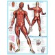 Muscular System