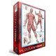 Muscular System