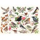 Oiseaux Dans Mon Jardin
