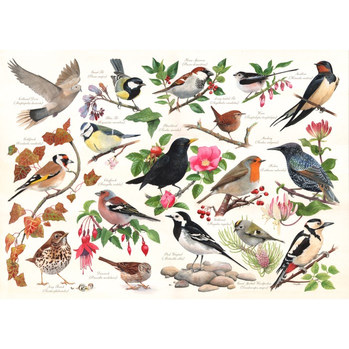 Puzzle House-Of-Puzzles-HP0471 Oiseaux Dans Mon Jardin