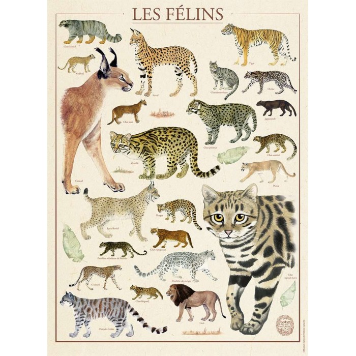 Puzzle Nathan-00978 Les félins - Muséum National d'Histoire Naturelle