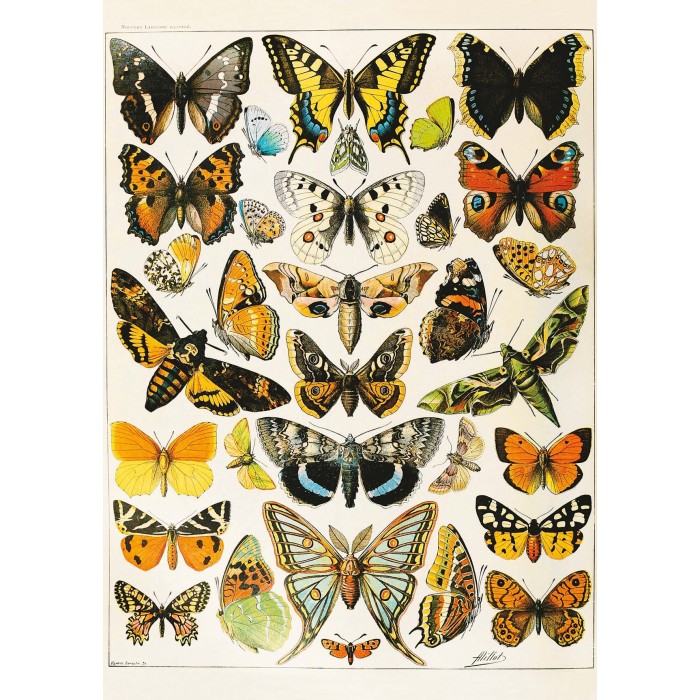 Puzzle Piatnik-5704 Butterflies - Millot