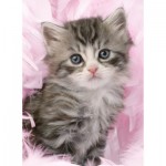  Ravensburger-00077 Jigsaw Puzzle - 500 Pieces - Kitten Sweetness