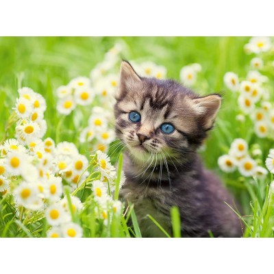 Puzzle  Ravensburger-00367 Kitten in the meadow