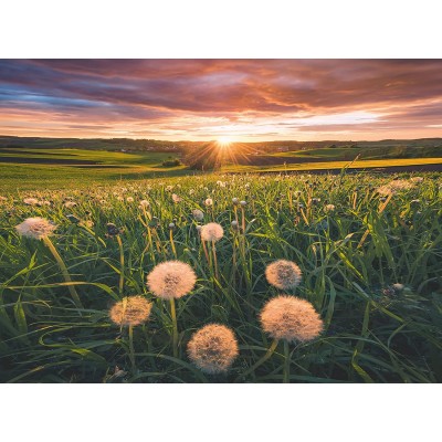 Puzzle  Ravensburger-00592 Nature Edition - Dandelions in the sunset