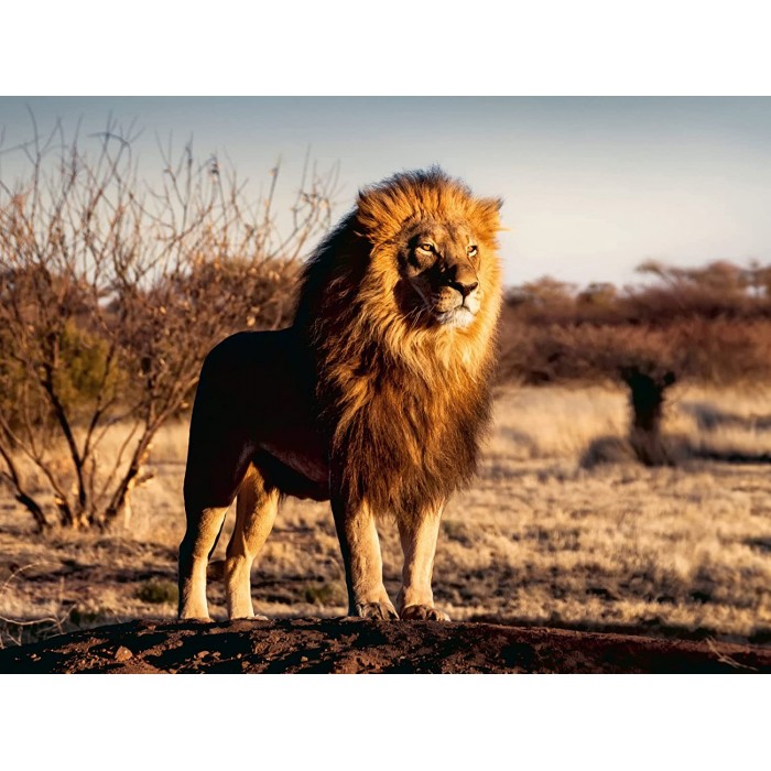 Puzzle Ravensburger-00733 Lion