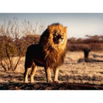 Puzzle  Ravensburger-00733 Lion