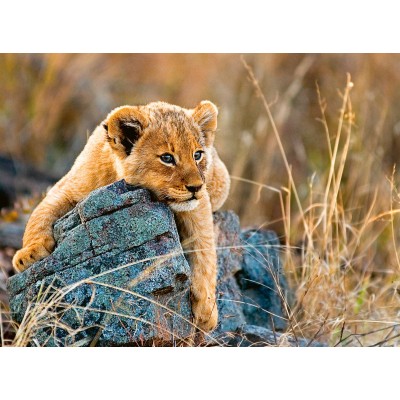 Puzzle  Ravensburger-12946 Young Lion