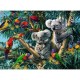 Koalas dans l'Arbre