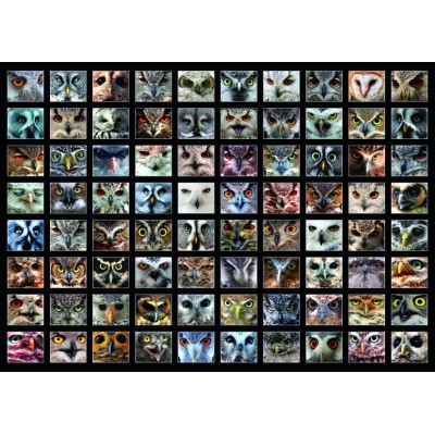 Puzzle  Roovi-74331 Collage - Owls