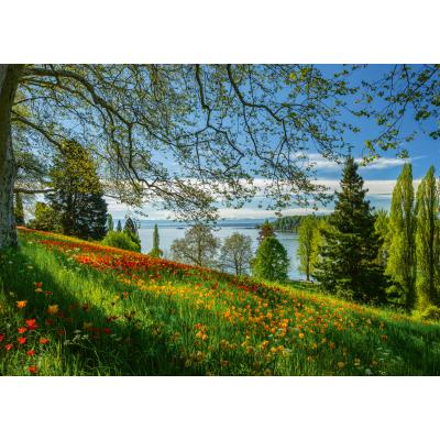 Puzzle  Schmidt-Spiele-58967 Tulips Field - Mainau Island