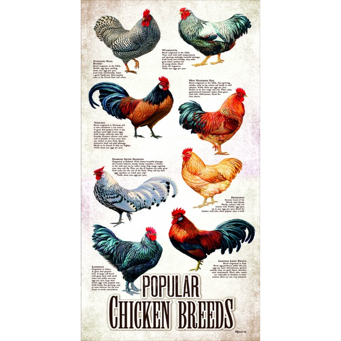 Puzzle Sunsout-66409 XXL Pieces - Popular Chicken Breeds