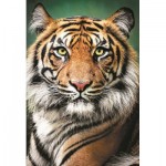 Puzzle  Trefl-26204 Portrait of a Tiger